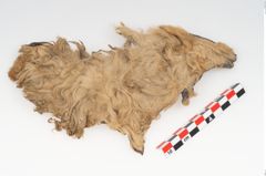Etikett zu Textil (NHMW-PRAE-126320)